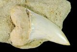 Fossil Mako Shark Tooth On Sandstone - Bakersfield, CA #144414-1